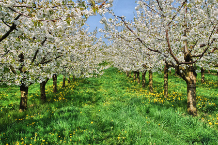 Kirschblüte im "Eggerer Tal"
